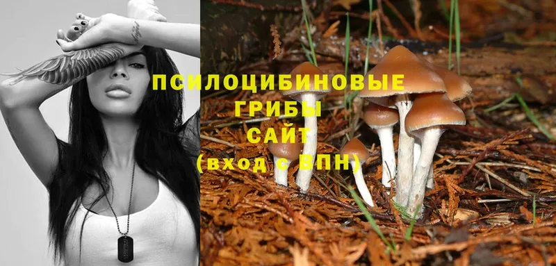 мориарти формула  что такое наркотик  Вязники  Галлюциногенные грибы Psilocybe 